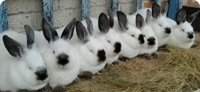 Кроличьи фермы