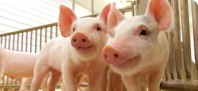 Свинофермы