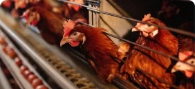 Птицефермы